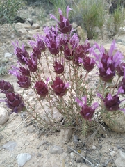 Thymus moroderi