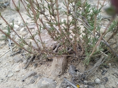 Thymus moroderi