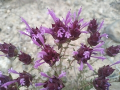 Thymus moroderi