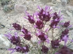 Thymus moroderi