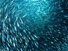 Macroramphosus gracilis
