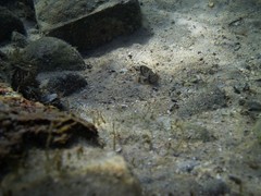 Centropogon australis