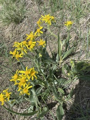 Senecio integerrimus integerrimus