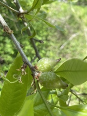 Amphibolips acuminata