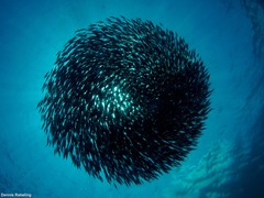 Macroramphosus gracilis