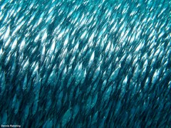 Macroramphosus gracilis