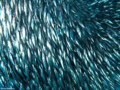 Macroramphosus gracilis