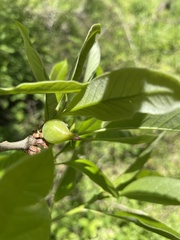 Amphibolips acuminata