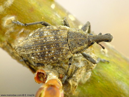 Lepyrus capucinus