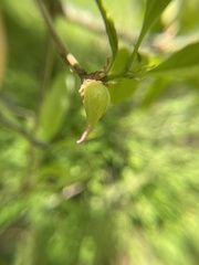 Amphibolips acuminata