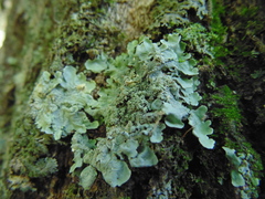 Parmelia