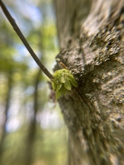 Dryocosmus floridensis