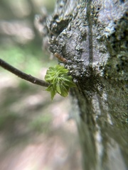 Dryocosmus floridensis