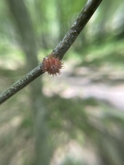 Dryocosmus floridensis