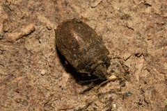 Podops inunctus