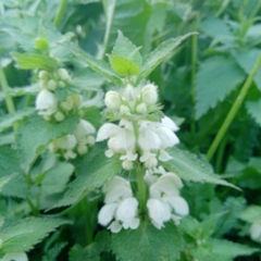 Lamium album