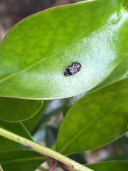Brachys ovatus