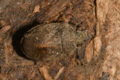 Podops inunctus