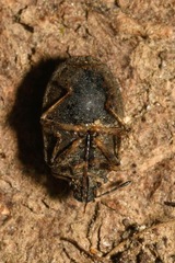Podops inunctus