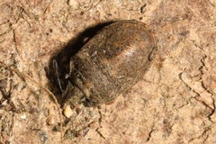 Podops inunctus