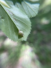 Blaesodiplosis venae