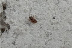 Hyalochilus ovatulus