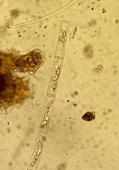 Groenbladia neglecta