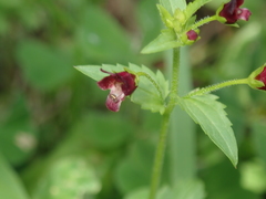 Scrophularia peregrina
