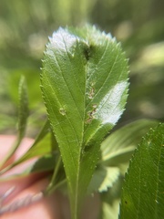 Blaesodiplosis venae