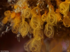 Pycnoclavella communis