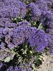 Limonium perezii