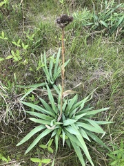 Eryngium yuccifolium
