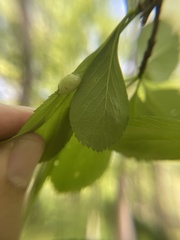 Blaesodiplosis venae