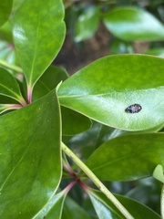 Brachys ovatus