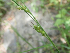 Carex depauperata