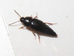 Tachinus rufipes
