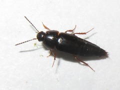 Tachinus rufipes