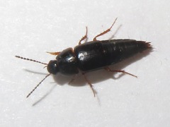 Tachinus rufipes