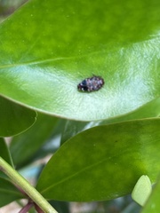 Brachys ovatus