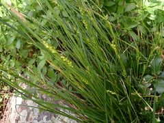 Carex depauperata