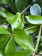 Brachys ovatus
