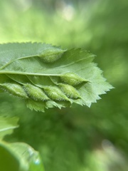 Blaesodiplosis venae