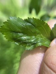 Blaesodiplosis venae