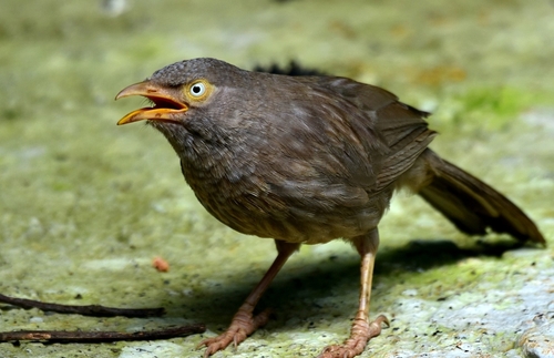 Jungle Babbler (Argya striata), photo 7
