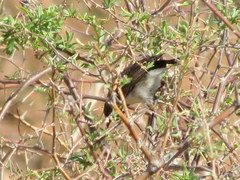 Cinnyris fuscus fuscus