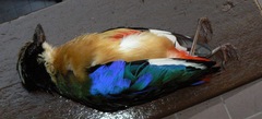 Pitta moluccensis