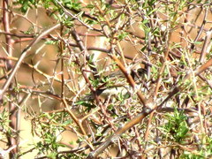 Cinnyris fuscus fuscus