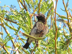 Cinnyris fuscus fuscus
