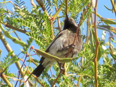 Cinnyris fuscus fuscus