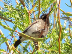 Cinnyris fuscus fuscus